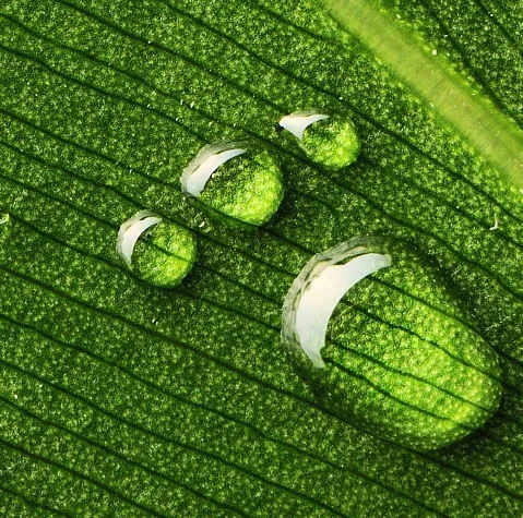 雨燕直播